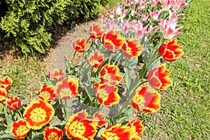 Bunch Of Pink, Red And Yellow Tulip Flowers