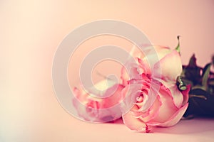 Bunch of pink roses on concrete background. Surprise Valentine`s Day, soft color toned. Copy space