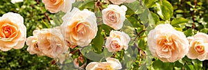 bunch of pink roses, peach fuzz, color of the year 2024,