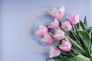 Bunch of pink tulip flowers on blue background. Waiting for spring. Happy Easter card.