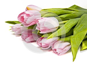 Pink tulipes