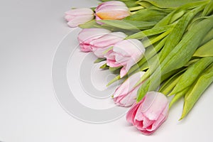 Pink tulipes
