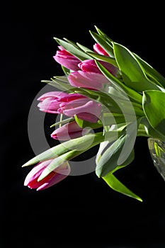 Bunch of pink tulips with black background