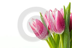 Bunch of pink tulips with water drops isolated on white background