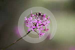 A bunch of pink-violet flowers