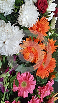 Bunch of pink and white Daisy Flowers