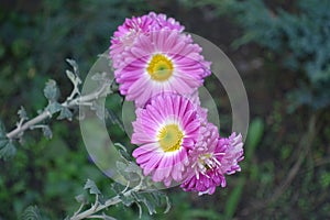 Bunch of pink and white flowers of semidouble Chrysanthemums photo