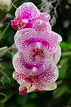 Bunch of pink and white orchid blossom with blured