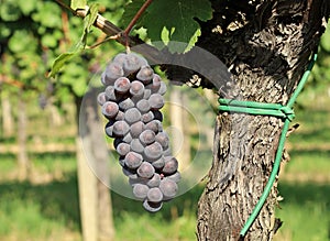 A bunch of Pinot gris, blue and purple variety, hanging on vine