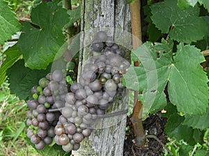 Bunch of Pinot Gris Grapes on the vine