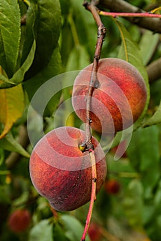 Bunch of plums