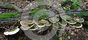 Bunch of Polypore fungi