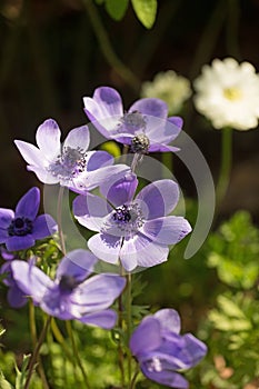 Bunch of pretty purple Anemones in full bloom with a natural garden background
