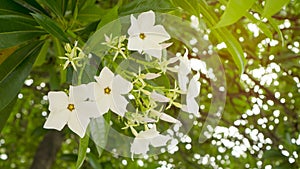 A bunch pretty white petals of Suicide tree`s flower, called in other name are Pong Pong and Othalanga tree, a beautiful white