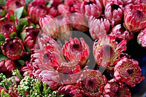 Bunch of Protea