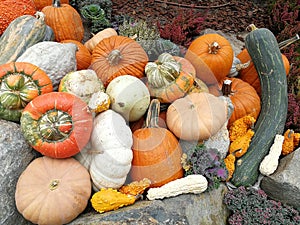 A bunch of pumpkins by halloween