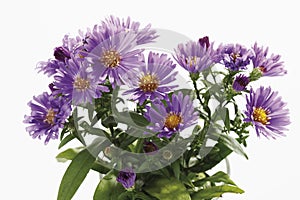 Bunch of purple autumn asters