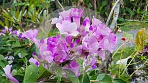 A bunch of purple Bignoniaceae Flowers