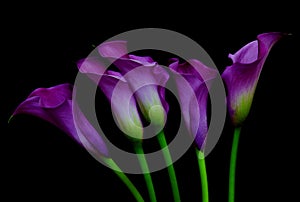 Bunch of purple calla lily flowers against dark background