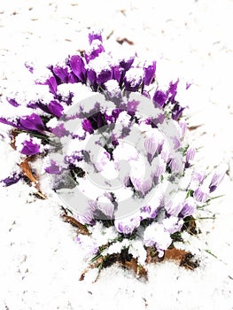 Bunch of Purple Crocus Flowers in Snow