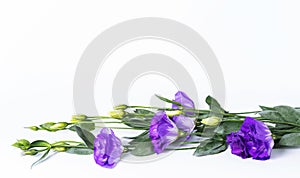 Bunch of purple eustoma flowers prairie gentian, lisianthus lying on white background
