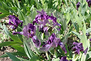 Bunch of purple flowers of dwarf irises