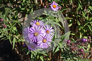 Bunch of purple flowers of New England asters photo