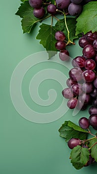 bunch of purple fresh summer kyoho grapes with green leaves on flat green surface