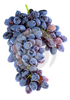 Penacho de púrpura uvas 