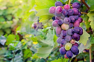 Bunch of purple grapes on the background of green leaves
