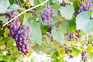 A bunch of purple grapes is on the vineyard close-up. Organic winemaking