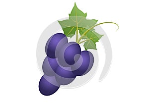 Bunch of purple grapes on white background.