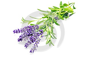Bunch of purple lavender flowers on white background