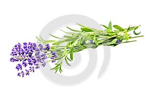 Bunch of purple lavender flowers on white background