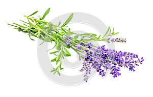 Bunch of purple lavender flowers on white background