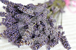 Bunch of purple lavender twigs with flowers closeup