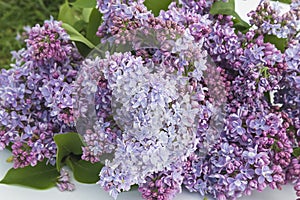 Bunch of purple lilac