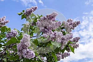 Bunch of purple lilacs