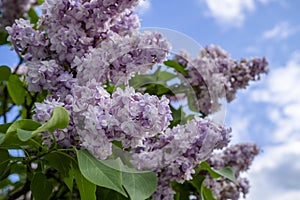 Bunch of purple lilacs