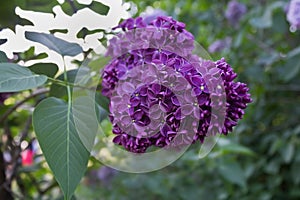 Bunch of purple lilacs