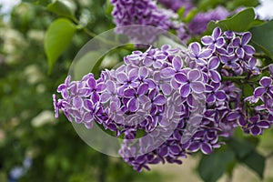 Bunch of purple lilacs photo