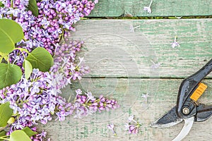 Spring gardening concept: bunch of purple lilacs and hand pruner