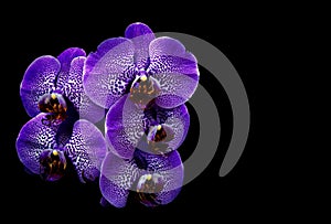 Bunch of purple phalaenopsis orchids with black background