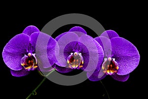 Bunch of purple phalaenopsis orchids with black background