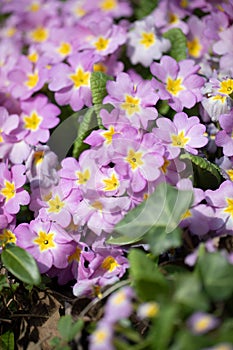 Bunch of purple Primrose,  Strauss violette  Primel