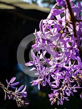 Bunch of Purple Queen`s Wreath Flowers Hanging