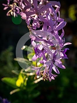 Bunch of Purple Queen`s Wreath Flowers Hanging