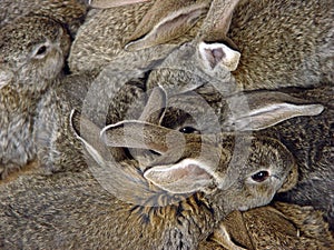 Bunch of rabbits photo
