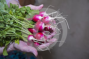 Bunch of radish in the hand photo