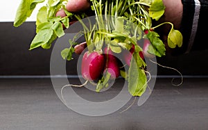 A bunch radishes